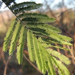 Acacia dealbata at Paddys River, ACT - 22 Jan 2017