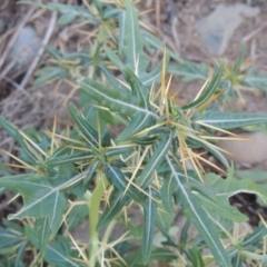 Xanthium spinosum (Bathurst Burr) at Paddys River, ACT - 22 Jan 2017 by michaelb