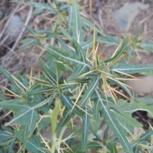 Xanthium spinosum at Paddys River, ACT - 22 Jan 2017