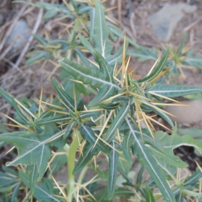 Xanthium spinosum (Bathurst Burr) at Paddys River, ACT - 22 Jan 2017 by MichaelBedingfield