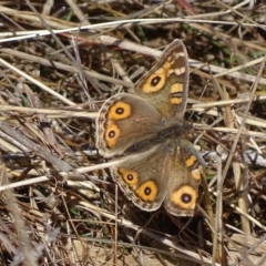 Junonia villida (Meadow Argus) at Red Hill Nature Reserve - 7 Jul 2017 by roymcd