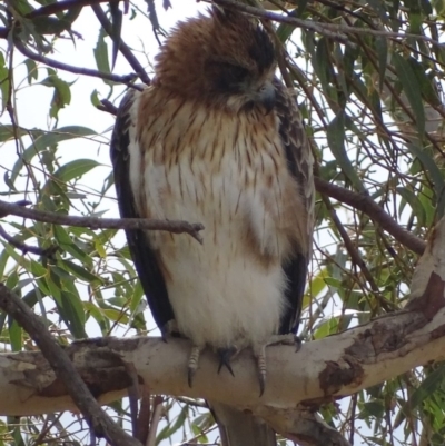 Hieraaetus morphnoides (Little Eagle) at Garran, ACT - 9 Jul 2017 by roymcd