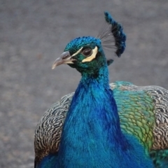 Pavo cristatus (Indian Peafowl) at Narrabundah, ACT - 10 Jul 2017 by roymcd