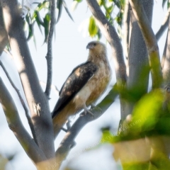 Haliastur sphenurus (Whistling Kite) at Millingandi, NSW - 11 Jul 2017 by JulesPhotographer