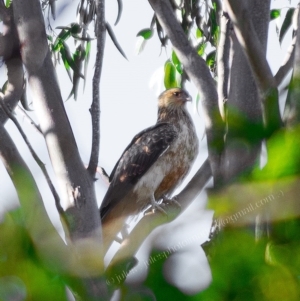 Haliastur sphenurus at Millingandi, NSW - 11 Jul 2017