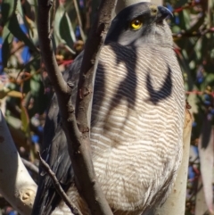 Tachyspiza fasciata (Brown Goshawk) at Red Hill, ACT - 11 Jul 2017 by roymcd