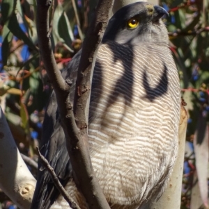 Accipiter fasciatus at Red Hill, ACT - 11 Jul 2017