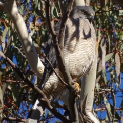 Tachyspiza fasciata at Red Hill, ACT - 11 Jul 2017