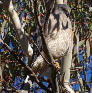 Accipiter fasciatus at Red Hill, ACT - 11 Jul 2017