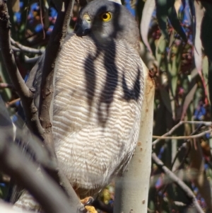 Accipiter fasciatus at Red Hill, ACT - 11 Jul 2017