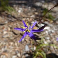 Thelionema caespitosum (Tufted Blue Lily) at Molonglo Valley, ACT - 30 Nov 2016 by AndyRussell