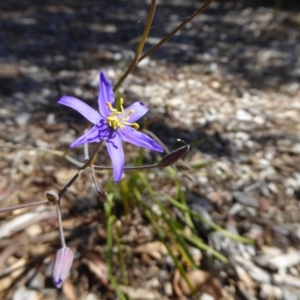 Thelionema caespitosum at Molonglo Valley, ACT - 1 Dec 2016 08:57 AM