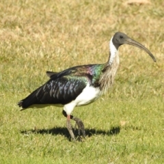 Threskiornis spinicollis (Straw-necked Ibis) at Campbell, ACT - 1 Jul 2017 by Qwerty