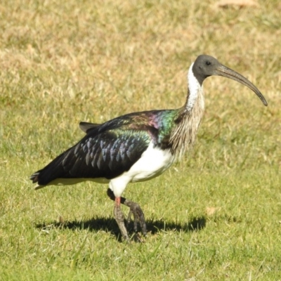 Threskiornis spinicollis (Straw-necked Ibis) at Campbell, ACT - 1 Jul 2017 by Qwerty