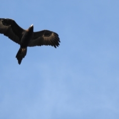 Aquila audax (Wedge-tailed Eagle) at Manar, NSW - 9 Jul 2017 by Qwerty