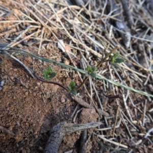 Gonocarpus tetragynus at Hackett, ACT - 11 Jul 2017 12:00 AM