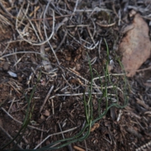 Gonocarpus tetragynus at Hackett, ACT - 11 Jul 2017 12:00 AM