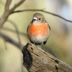 Petroica boodang (Scarlet Robin) at Canberra Central, ACT - 10 Jul 2017 by Qwerty