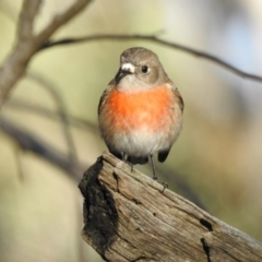 Petroica boodang (Scarlet Robin) at Mount Majura - 10 Jul 2017 by Qwerty