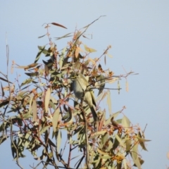 Caligavis chrysops (Yellow-faced Honeyeater) at Mount Majura - 10 Jul 2017 by Qwerty