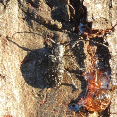 Ancita sp. (genus) (Longicorn or longhorn beetle) at Point Hut to Tharwa - 22 Jan 2017 by michaelb