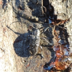 Ancita sp. (genus) at Paddys River, ACT - 22 Jan 2017 08:05 PM