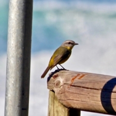 Eopsaltria australis (Eastern Yellow Robin) at Wapengo, NSW - 9 May 2017 by RossMannell