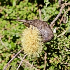 Anthochaera chrysoptera (Little Wattlebird) at Wapengo, NSW - 9 May 2017 by RossMannell