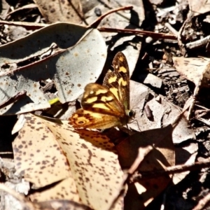 Heteronympha banksii at Wapengo, NSW - suppressed