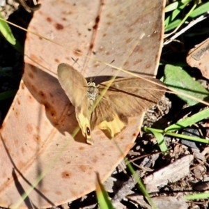 Hypocysta metirius at Wapengo, NSW - 9 May 2017