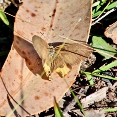 Hypocysta metirius (Brown Ringlet) at Wapengo, NSW - 9 May 2017 by RossMannell