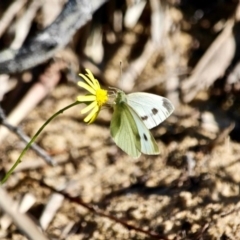 Pieris rapae (Cabbage White) at Mimosa Rocks National Park - 9 May 2017 by RossMannell