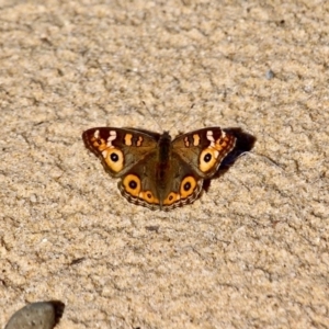 Junonia villida at Wapengo, NSW - 9 May 2017 12:35 PM