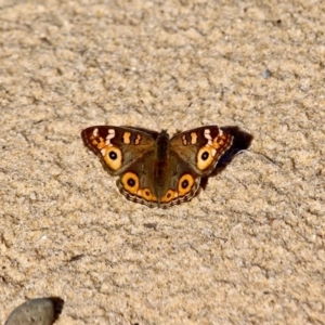 Junonia villida at Wapengo, NSW - 9 May 2017