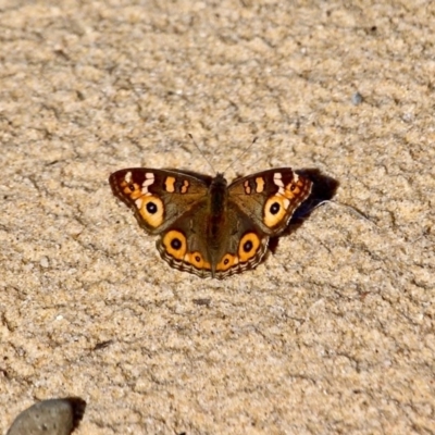 Junonia villida (Meadow Argus) at Mimosa Rocks National Park - 9 May 2017 by RossMannell