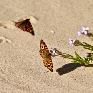 Junonia villida at Wapengo, NSW - 9 May 2017