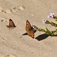 Junonia villida at Wapengo, NSW - 9 May 2017