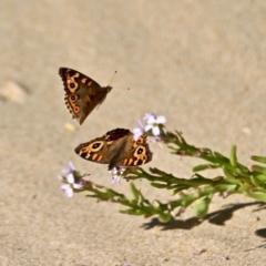 Junonia villida at Wapengo, NSW - 9 May 2017 12:35 PM