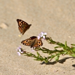 Junonia villida at Wapengo, NSW - 9 May 2017