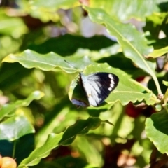 Delias nigrina (Black Jezebel) at Mimosa Rocks National Park - 9 May 2017 by RossMannell