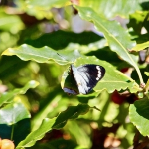 Delias nigrina at Wapengo, NSW - 9 May 2017