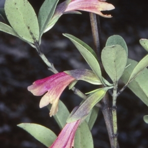 Prostanthera porcata at Mogo, NSW - 16 Nov 1997