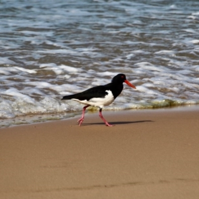 Haematopus longirostris (Australian Pied Oystercatcher) at Wapengo, NSW - 11 May 2017 by RossMannell