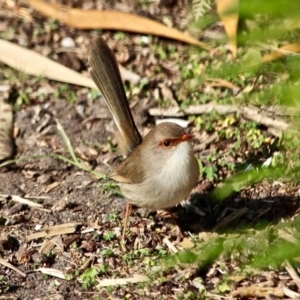 Malurus cyaneus at Wapengo, NSW - 11 May 2017