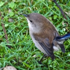 Malurus cyaneus at Wapengo, NSW - 11 May 2017