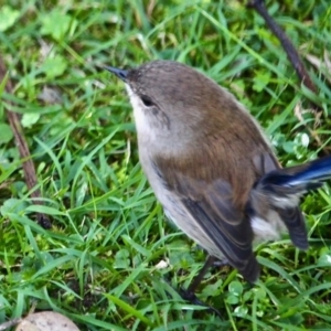 Malurus cyaneus at Wapengo, NSW - 11 May 2017