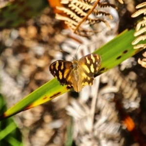 Heteronympha banksii at Wapengo, NSW - suppressed