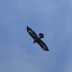 Aquila audax (Wedge-tailed Eagle) at Isaacs Ridge and Nearby - 12 Jul 2017 by Mike