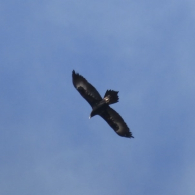 Aquila audax (Wedge-tailed Eagle) at Isaacs Ridge - 12 Jul 2017 by Mike