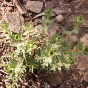 Pimelea sp. at Gundaroo, NSW - 5 Oct 2014